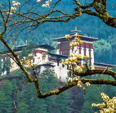 Bhutan package tour cost from Surat